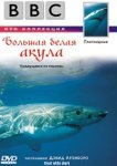  BBC: Большая белая акула 