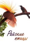  Райские птицы 