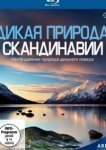  Дикая природа Скандинавии 