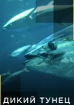  Дикий тунец 