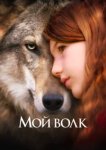  Мой волк 