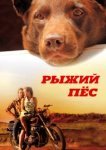  Рыжий пес 