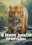 В мире дикой природы