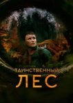  Таинственный лес 
