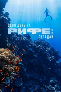 Один день на рифе: Сипадан Один день на рифе: Сипадан